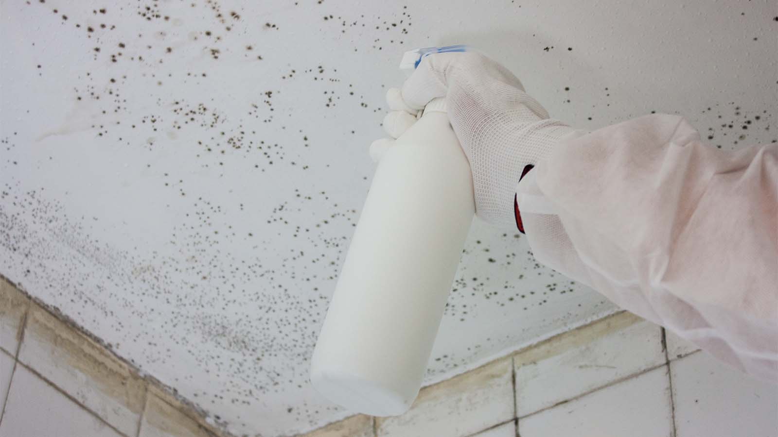 Anti-mould Paint For Condensation Control In Rented Basement Flat In 