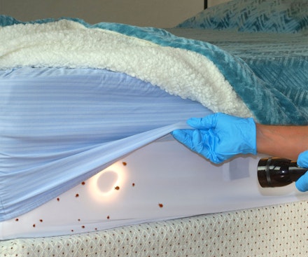 بق الفراش على مرتبة