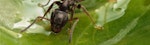 Black Garden Ant Close-up
