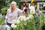 Mature Woman Watering Dahlia Flowers behind her potting shed
