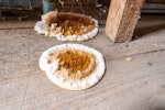 Serpula Lacrymans fruiting body on the floor of a residential building (ID:2355671067)