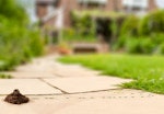 An ant hill in a garden