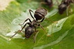 Black-Garden-Ant