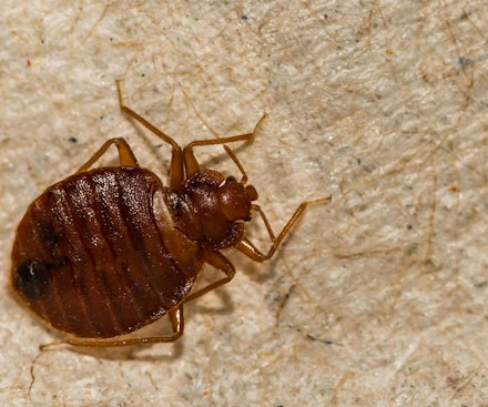 بق الفراش المشترك (Cimex lectularius)