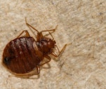 The common Bed Bug (Cimex lectularius)
