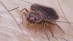Bed Bug featured