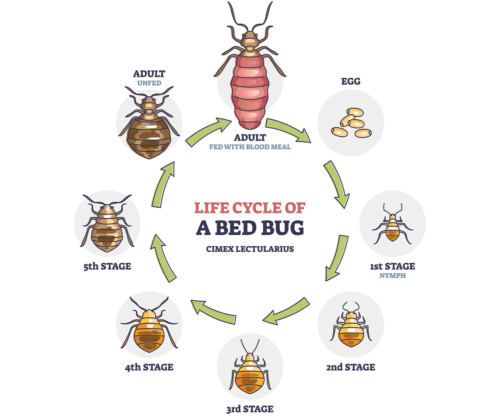 How to get rid of Bed Bugs Guide