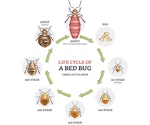 Lifecycle of a bed bug (Cimex Lectularius)
