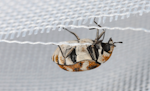 Carpet-Beetle-Featured-2