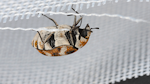 Carpet-Beetle-Featured