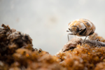 Macro picture of a varied carpet beetle walking on a old sponge