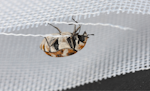 Carpet-Beetle-On-Fibres