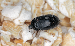 Two-Spot Carpet Beetle