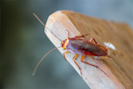 A cockroach on a piece of wood