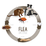 A diagram showing the flea lifecycle - flea eggs, flea larva, flea pupa, flea adult to host