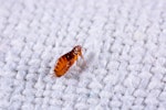 A flea on white fabric