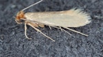The Common Clothes Moth, Tineola bisselliella