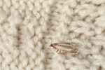 Common Clothes Moth (tineola Bisselliella) on beige knitted fabric closeup