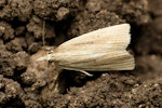 Trichophaga Tapetzella, Tapestry or Carpet Moth on dirt