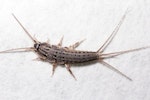 Banded Silverfish-Thermobia Domestica, on a surface in the home.