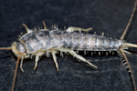 A Grey Silverfish (Ctenolepisma longicaudata) on a surface in the home