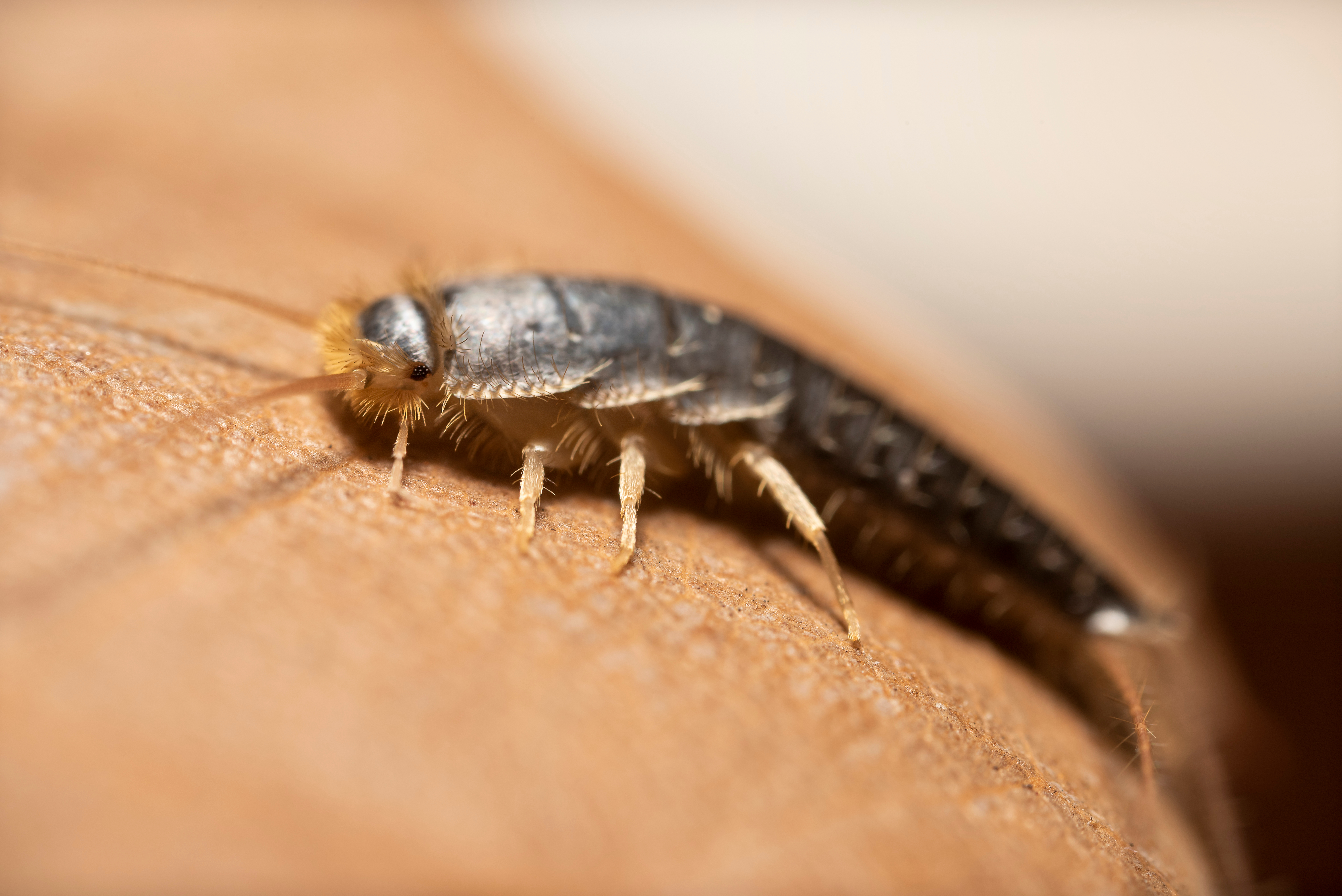 Silverfish infestation deals