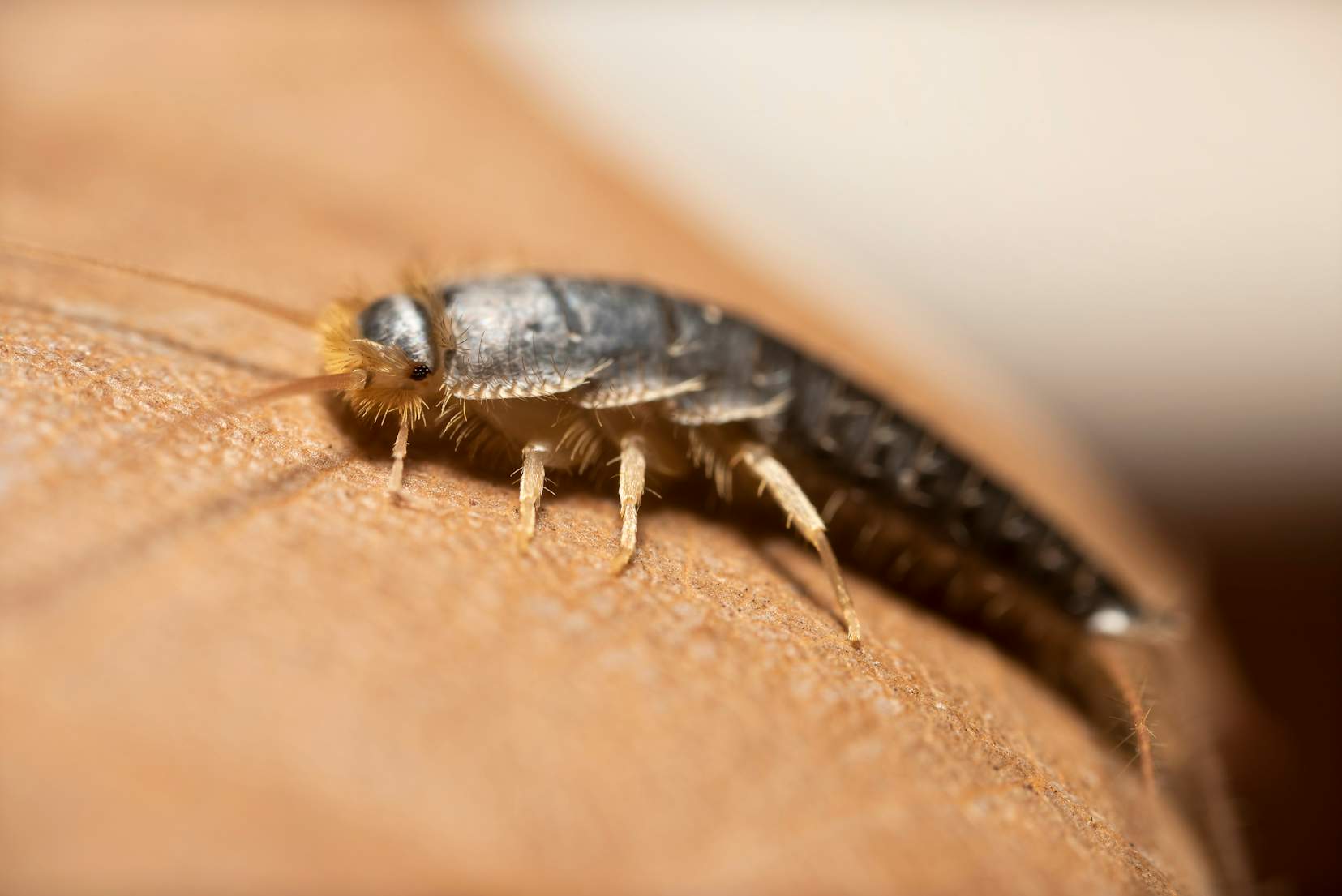 Natural Ways To Get Rid Of Silverfish & Prevention Tips