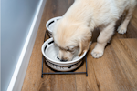 Dog drinking from dog bowl. Silverfish are attracted to sources of water like this.