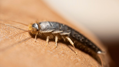 How to get rid of Silverfish Guide
