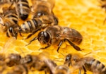 A close-up of a male drone Honey Bee on honeycomb