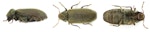 Adult woodworm beetle (anobium punctatum)