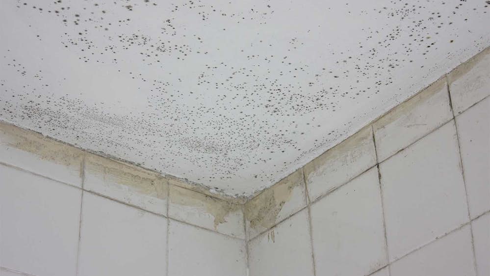Anti Mould Paint For Condensation Control In Rented Basement Flat