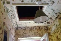 Black mould growth