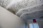 Black mould growth on ceilings