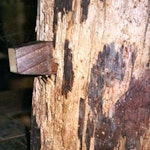 Woodworm Affected timbers