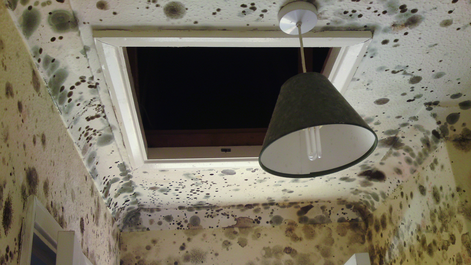 Follow these steps if you've found black mold in your home to keep