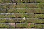 Green algae on an old brick wall