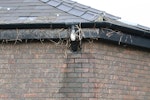 Leaking gutter; a perfect example of a building defect causing penetrating damp problems