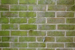 Moss growing on brickwork