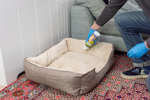 A man with blue gloves shakes NOPE! Flea Killer Powder on to a dog bed