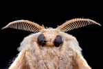 Common Clothes Moth Detail