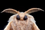 Moth from extreme macro photography with black background