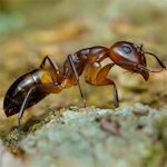 Argentine-Ant