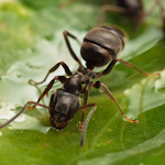 Black-Garden-Ant