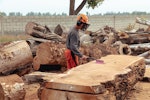 A lumberjack process a mighty oak tree.