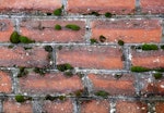 Old red brick wall with algae, moss and lichen