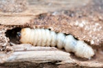 A woodworm larvae emerging